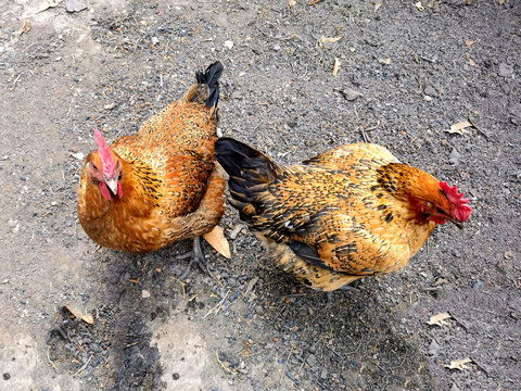 农村散养鸡与家禽家畜摄影素材在工艺品创意中的应用