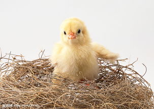 小鸡图片与家禽家畜 生命的萌动与田园的和谐