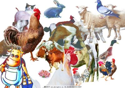 从田间到厅堂 牛与鸡的形象在传统工艺品中的艺术升华