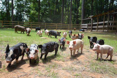 家禽家畜生态土猪 自然之美与实用价值