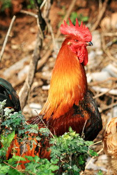 散养红公鸡 动物摄影、工艺品创意的优质图片素材指南